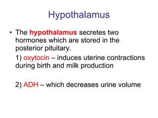 Hypothalamus The  hypothalamus  secretes two hormones which are stored in the posterior pituitary. 1)  oxytocin  – induces uterine contractions during birth and milk production 2)  ADH  – which decreases urine volume 
