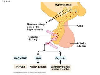 Fig. 45-15 Posterior pituitary Anterior pituitary Neurosecretory cells of the hypothalamus Hypothalamus Axon HORMONE Oxytocin ADH Kidney tubules TARGET Mammary glands, uterine muscles 
