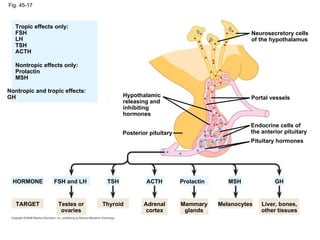 Fig. 45-17 Hypothalamic releasing and inhibiting hormones Neurosecretory cells of the hypothalamus HORMONE TARGET Posterior pituitary Portal vessels Endocrine cells of the anterior pituitary Pituitary hormones Tropic effects only: FSH LH TSH ACTH Nontropic effects only: Prolactin MSH Nontropic and tropic effects: GH Testes or ovaries Thyroid FSH and LH TSH Adrenal cortex Mammary glands ACTH Prolactin MSH GH Melanocytes Liver, bones, other tissues 