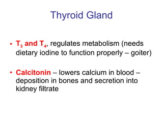 Thyroid Gland T 3  and T 4 , regulates metabolism (needs dietary iodine to function properly – goiter) Calcitonin  – lowers calcium in blood – deposition in bones and secretion into kidney filtrate 