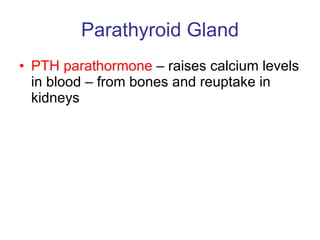 Parathyroid Gland PTH parathormone  – raises calcium levels in blood – from bones and reuptake in kidneys 