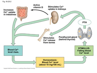 Fig. 45-20-2 PTH Parathyroid gland (behind thyroid) STIMULUS: Falling blood Ca 2+  level Homeostasis: Blood Ca 2+  level (about 10 mg/100 mL) Blood Ca 2+   level rises. Stimulates Ca 2+ uptake in kidneys Stimulates  Ca 2+  release  from bones Increases  Ca 2+  uptake  in intestines Active vitamin D 