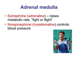 Adrenal medulla Epinephrine (adrenaline ) – raises metabolic rate, “fight or flight” Norepinephrine (noradrenaline ) controls blood pressure 