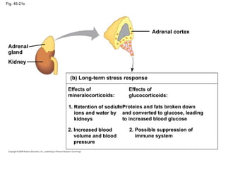Fig. 45-21c (b) Long-term stress response Effects of mineralocorticoids: Effects of glucocorticoids: 1. Retention of sodium   ions and water by   kidneys 2. Increased blood   volume and blood   pressure 2. Possible suppression of   immune system 1. Proteins and fats broken down   and converted to glucose, leading   to increased blood glucose Adrenal gland Kidney Adrenal cortex 
