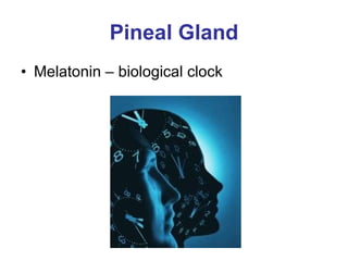 Pineal Gland Melatonin – biological clock 