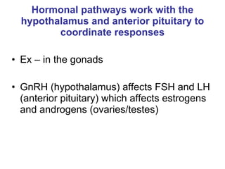 Hormonal pathways work with the hypothalamus and anterior pituitary to coordinate responses Ex – in the gonads GnRH (hypothalamus) affects FSH and LH (anterior pituitary) which affects estrogens and androgens (ovaries/testes) 