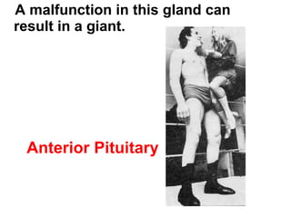 A malfunction in this gland can result in a giant. Anterior Pituitary 