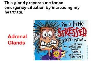This gland prepares me for an emergency situation by increasing my heartrate. Adrenal Glands 