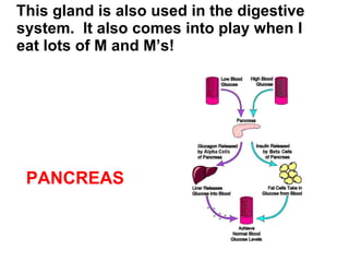 This gland is also used in the digestive system.  It also comes into play when I eat lots of M and M’s! PANCREAS 