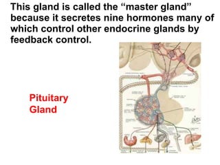 This gland is called the “master gland” because it secretes nine hormones many of which control other endocrine glands by feedback control. Pituitary Gland 
