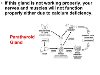 If this gland is not working properly, your nerves and muscles will not function properly either due to calcium deficiency. Parathyroid Gland 