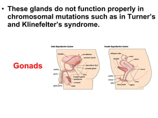 These glands do not function properly in chromosomal mutations such as in Turner’s and Klinefelter’s syndrome. Gonads 