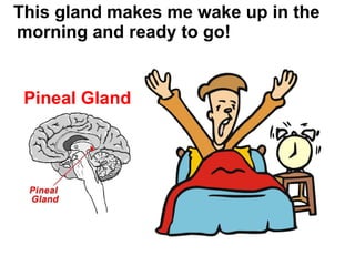 This gland makes me wake up in the morning and ready to go! Pineal Gland 