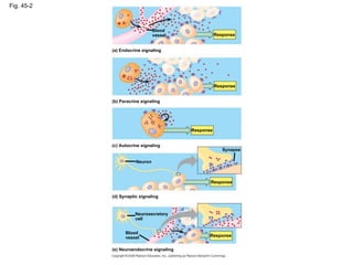 Fig. 45-2 Blood vessel Response Response Response Response (a) Endocrine signaling (b) Paracrine signaling (c) Autocrine signaling (d) Synaptic signaling Neuron Neurosecretory cell (e) Neuroendocrine signaling Blood vessel Synapse Response 