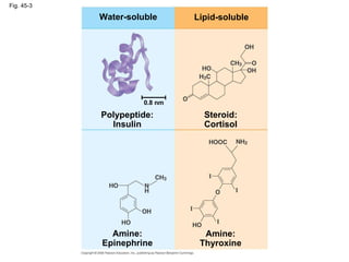 Fig. 45-3 Water-soluble Lipid-soluble Steroid: Cortisol Polypeptide: Insulin Amine: Epinephrine Amine: Thyroxine 0.8 nm 
