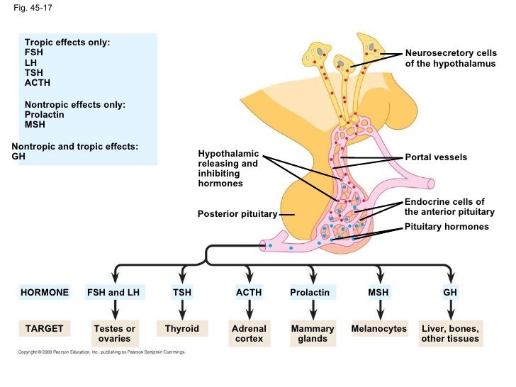 Ap chap 45 hormones and
