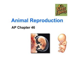 Animal Reproduction AP Chapter 46 