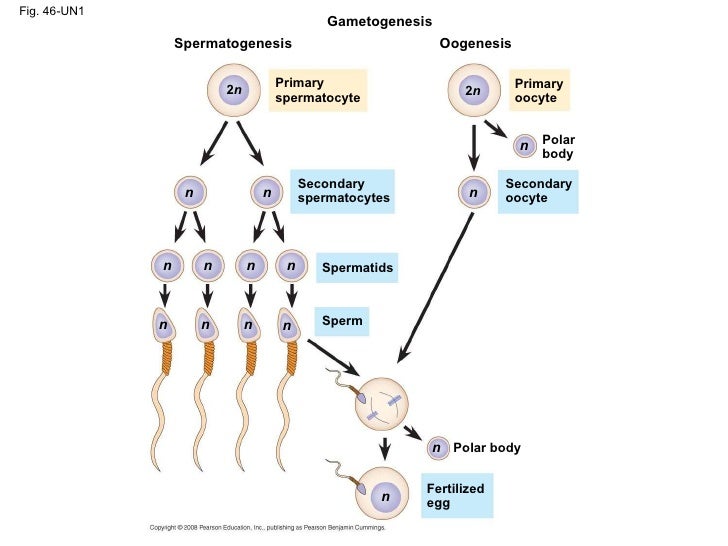 gametogenesis oogenesis gametogenesis oogenesis