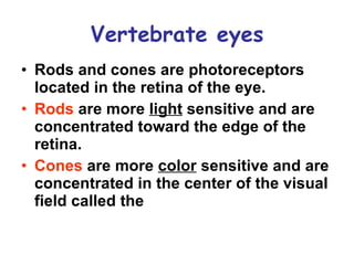 Eye Rods Color Table Ap chap 50 sensory perception and motor action | PPT
