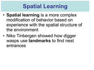 Spatial Modifications Ap chap 51 animal behavior | PPT
