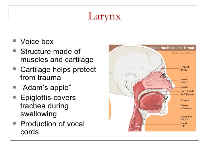 A&P Chapter 27 The Respiratory System