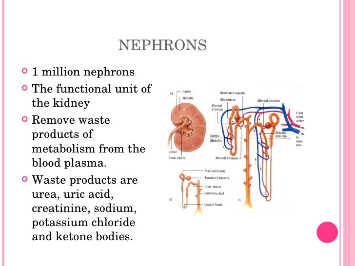 A&P Chapter 30 The Urinary System
