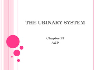 THE URINARY SYSTEM Chapter 29 A&P 