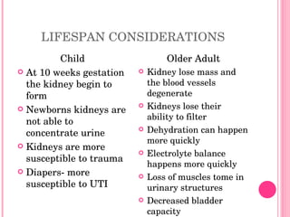 LIFESPAN CONSIDERATIONS Child At 10 weeks gestation the kidney begin to form Newborns kidneys are not able to concentrate urine Kidneys are more susceptible to trauma Diapers- more susceptible to UTI Older Adult Kidney lose mass and the blood vessels degenerate Kidneys lose their ability to filter Dehydration can happen more quickly Electrolyte balance happens more quickly Loss of muscles tome in urinary structures Decreased bladder capacity 
