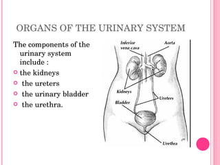 ORGANS OF THE URINARY SYSTEM The components of the urinary system include : the kidneys the ureters the urinary bladder  the urethra. 