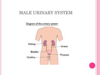 MALE URINARY SYSTEM 