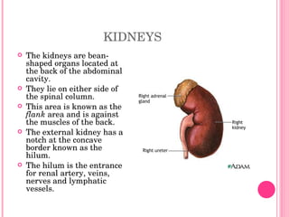 KIDNEYS The kidneys are bean-shaped organs located at the back of the abdominal cavity. They lie on either side of the spinal column. This area is known as the  flank  area and is against the muscles of the back. The external kidney has a notch at the concave border known as the hilum.  The hilum is the entrance for renal artery, veins, nerves and lymphatic vessels. 