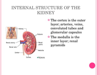 INTERNAL STRUCTURE OF THE KIDNEY The cortex is the outer layer; arteries, veins, convoluted tubes and glomerular capsules The medulla is the inner layer; renal pyramids 