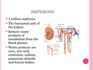 NEPHRONS 1 million nephrons The functional unit of the kidney Remove waste products of metabolism from the blood plasma. Waste products are urea, uric acid, creatinine, sodium, potassium chloride and ketone bodies. 