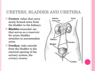URETERS, BLADDER AND URETHRA Ureters  -tubes that carry newly formed urine from the bladder to the kidneys. Bladder -muscular sac that serves as a reservoir for urine; bladder stretches to accommodate urine. Urethra - tube extends from the bladder to the external opening of the urinary system, the  urinary meatus 