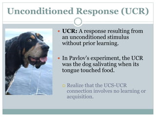 Unconditioned Response (UCR)
 UCR: A response resulting from
an unconditioned stimulus
without prior learning.
 In Pavlov’s experiment, the UCR
was the dog salivating when its
tongue touched food.
 Realize that the UCS-UCR
connection involves no learning or
acquisition.
 