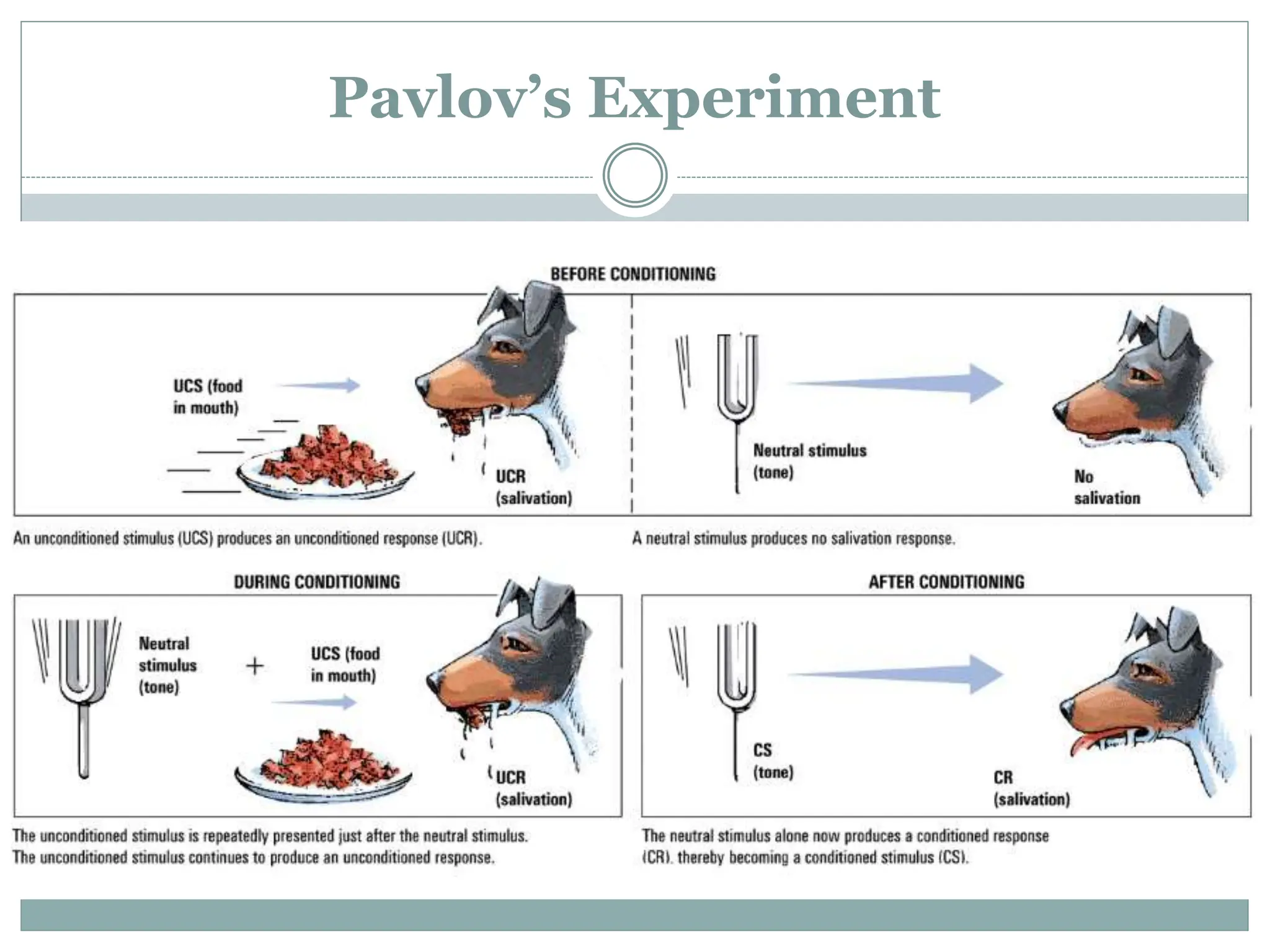 Pavlov’s Experiment
 