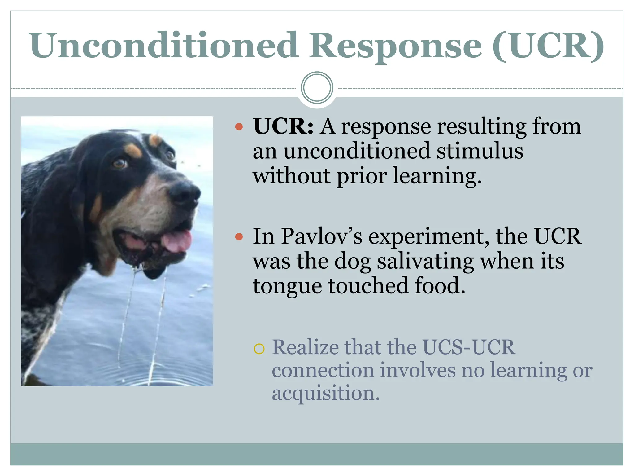 Unconditioned Response (UCR)
 UCR: A response resulting from
an unconditioned stimulus
without prior learning.
 In Pavlov’s experiment, the UCR
was the dog salivating when its
tongue touched food.
 Realize that the UCS-UCR
connection involves no learning or
acquisition.
 