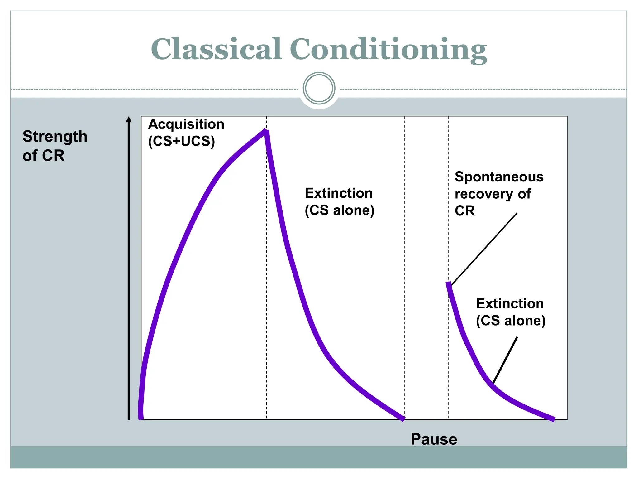Classical Conditioning
Strength
of CR
Pause
Acquisition
(CS+UCS)
Extinction
(CS alone)
Extinction
(CS alone)
Spontaneous
recovery of
CR
 
