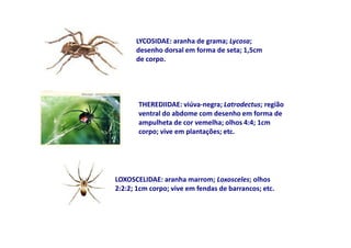 LYCOSIDAE: aranha de grama; Lycosa;
      desenho dorsal em forma de seta; 1,5cm
      de corpo.




       THEREDIIDAE: viúva-negra; Latrodectus; região
       ventral do abdome com desenho em forma de
       ampulheta de cor vemelha; olhos 4:4; 1cm
       corpo; vive em plantações; etc.




LOXOSCELIDAE: aranha marrom; Loxosceles; olhos
2:2:2; 1cm corpo; vive em fendas de barrancos; etc.
 