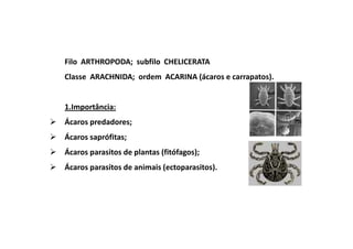 Filo ARTHROPODA; subfilo CHELICERATA
Classe ARACHNIDA; ordem ACARINA (ácaros e carrapatos).


1.Importância:
Ácaros predadores;
Ácaros saprófitas;
Ácaros parasitos de plantas (fitófagos);
Ácaros parasitos de animais (ectoparasitos).
 