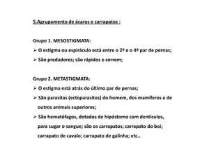 5.Agrupamento de ácaros e carrapatos :


Grupo 1. MESOSTIGMATA:
  O estigma ou espiráculo está entre o 2º e o 4º par de pernas;
  São predadores; são rápidos e correm;


Grupo 2. METASTIGMATA:
  O estigma está atrás do último par de pernas;
  São parasitas (ectoparasitos) do homem, dos mamíferos e de
  outros animais superiores;
  São hematófagos, dotados de hipóstomo com dentículos,
  para sugar o sangue; são os carrapatos; carrapato do boi;
  carrapato de cavalo; carrapato de galinha; etc..
 