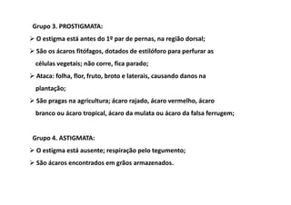 Grupo 3. PROSTIGMATA:
 O estigma está antes do 1º par de pernas, na região dorsal;
 São os ácaros fitófagos, dotados de estilóforo para perfurar as
células vegetais; não corre, fica parado;
 Ataca: folha, flor, fruto, broto e laterais, causando danos na
plantação;
 São pragas na agricultura; ácaro rajado, ácaro vermelho, ácaro
branco ou ácaro tropical, ácaro da mulata ou ácaro da falsa ferrugem;


Grupo 4. ASTIGMATA:
 O estigma está ausente; respiração pelo tegumento;
 São ácaros encontrados em grãos armazenados.
 