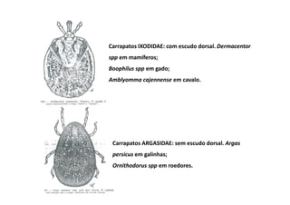 Carrapatos IXODIDAE: com escudo dorsal. Dermacentor
spp em mamíferos;
Boophilus spp em gado;
Amblyomma cajennense em cavalo.




 Carrapatos ARGASIDAE: sem escudo dorsal. Argas
 persicus em galinhas;
 Ornithodorus spp em roedores.
 