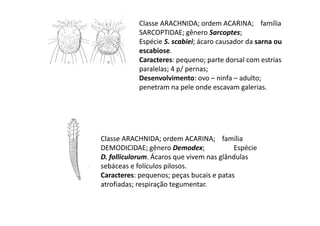 Classe ARACHNIDA; ordem ACARINA; família
            SARCOPTIDAE; gênero Sarcoptes;
            Espécie S. scabiei; ácaro causador da sarna ou
            escabiose.
            Caracteres: pequeno; parte dorsal com estrias
            paralelas; 4 p/ pernas;
            Desenvolvimento: ovo – ninfa – adulto;
            penetram na pele onde escavam galerias.




Classe ARACHNIDA; ordem ACARINA; família
DEMODICIDAE; gênero Demodex;              Espécie
D. folliculorum. Ácaros que vivem nas glândulas
sebáceas e folículos pilosos.
Caracteres: pequenos; peças bucais e patas
atrofiadas; respiração tegumentar.
 