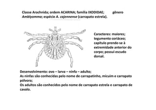 Classe Arachnida; ordem ACARINA; família IXODIDAE;       gênero
 Amblyomma; espécie A. cajennense (carrapato estrela).



                                              Caracteres: maiores;
                                              tegumento coriáceo;
                                              capítulo prende-se à
                                              extremidade anterior do
                                              corpo; possui escudo
                                              dorsal.



Desenvolvimento: ovo – larva – ninfa – adulto;
As ninfas são conhecidas pelo nome de carrapatinho, micuim e carrapato
pólvora;
Os adultos são conhecidos pelo nome de carrapato estrela e carrapato de
cavalo.
 