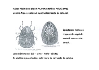 Classe Arachnida; ordem ACARINA; família ARGASIDAE;
gênero Argas; espécie A. persicus (carrapato de galinha).




                                                   Caracteres: menores;
                                                   corpo mole; capítulo
                                                   ventral; sem escudo
                                                   dorsal.



Desenvolvimento: ovo – larva – ninfa – adulto;
Os adultos são conhecidos pelo nome de carrapato de galinha
 