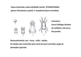Classe Arachnida; ordem ACARINA; família TETRANYCHIDAE;
gênero Tetranychus; espécie T. canadensis (ácaro vermelho).




                                                 Caracteres:
                                                 ácaros fitófagos dotados
                                                 de estilóforo, não corre,
                                                 fica parado.



Desenvolvimento: ovo – larva – ninfa – adulto;
Os adultos são conhecidos pelo nome de ácaro vermelho, praga de
plantações agrícolas.
 