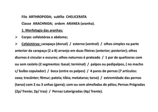 Filo ARTHROPODA; subfilo CHELICERATA
    Classe ARACHNIDA; ordem ARANEA (aranha).
    1. Morfologia das aranhas:
    Corpo: cefalotórax e abdome;
    Cefalotórax: carapaça (dorsal) / esterno (ventral) / olhos simples na parte
anterior da carapaça (2 a 8) arranjo em duas fileiras (anterior; posterior); olhos
diurnos é circular e escuros; olhos noturnos é prateado / 1 par de quelíceras com
ou sem rastelo (2 segmentos: basal; terminal) / palpos ou pedipalpos, ( no macho
c/ bulbo copulador) / boca (entre os palpos) / 4 pares de pernas (7 artículos:
coxa; trocânter; fêmur; patela; tíbia; metatarso; tarso) / extremidade das pernas
(tarso) com 2 ou 3 unhas (garra); com ou sem almofadas de pêlos; Pernas Prógradas
(2p/ frente; 2p/ traz) / Pernas Laterígradas (4p/ frente).
 