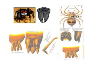 CEFALOTÓRAX

ABDOME
 