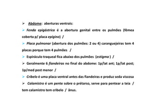 Abdome: aberturas ventrais:
  Fenda epigástrica é a abertura genital entre os pulmões (fêmea
coberta p/ placa epígino) /
  Placa pulmonar (abertura dos pulmões: 2 ou 4) caranguejeiras tem 4
placas porque tem 4 pulmões /
  Espiráculo traqueal fica abaixo dos pulmões (estígma ) /
  Geralmente 6 fiandeiras no final do abdome: 1p/lat ant; 1p/lat post;
1p/med post menor /
  Cribelo é uma placa ventral antes das fiandeiras e produz seda viscosa
   Calamistro é um pente sobre o prétarso, serve para pentear a teia /
tem calamistro tem cribelo / ânus.
 